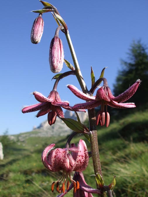 immagini/galleria natura/lilium martagon 131 - Rifugio Costapiana - Valle di Cadore